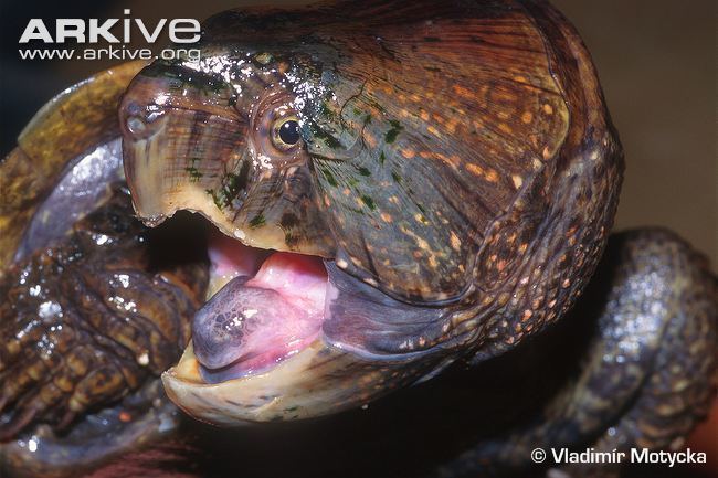 Big-headed turtle Bigheaded turtle videos photos and facts Platysternon