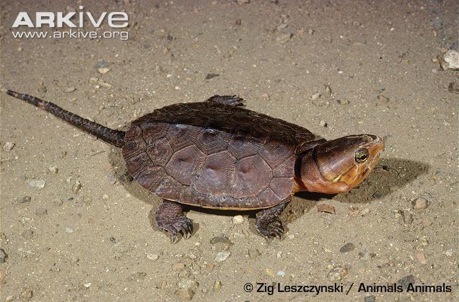 Big-headed turtle Bigheaded turtle photo Platysternon megacephalum G22907 ARKive