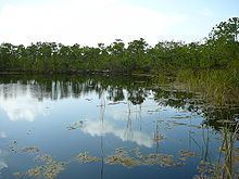 Big Pine Key, Florida httpsuploadwikimediaorgwikipediacommonsthu
