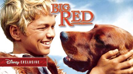 Big Red (film) Pupular Culture How Fashion and Films Affect Breed Popularity