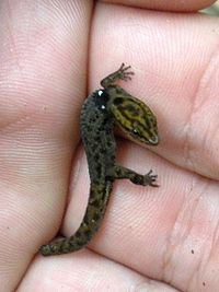 Big-scaled least gecko httpsuploadwikimediaorgwikipediacommonsthu