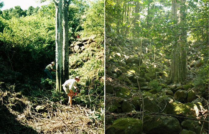 Big Scrub 20 years of Restoring the Big Scrub Rainforests Big Scrub Landcare