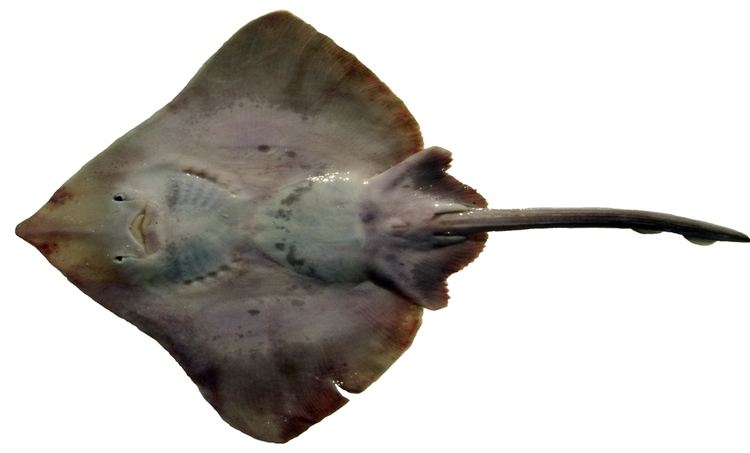 Big skate Bottomfish Identification Guide Big Skate Raja binoculata