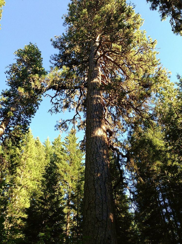 Big Tree (Washington)