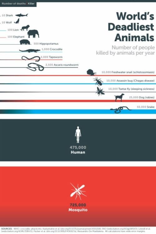 Mosquitoes Kills More Humans than any other living things Mosquitoes Kills More Humans than any other living things