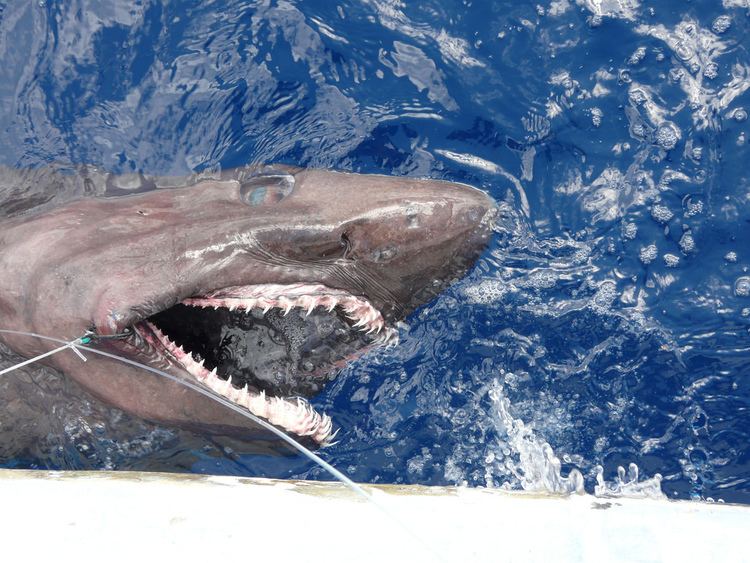 Bigeye sand tiger Bigeye Sand Tiger Shark Fishermanseye Flickr