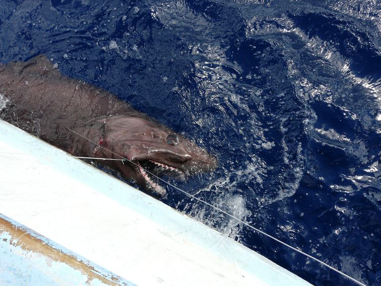 Bigeye sand tiger Bigeye Sand Tiger Shark Fishermanseye Flickr