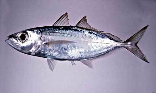 Bigeye scad Selar crumenophthalmus nato atule taupapa bigeye scad fishes
