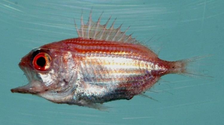 Bigeye soldierfish