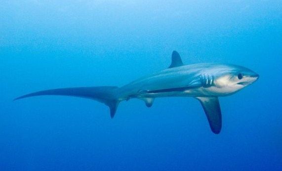 Bigeye thresher Bigeye Thresher Shark Archives Gray FishTag Research