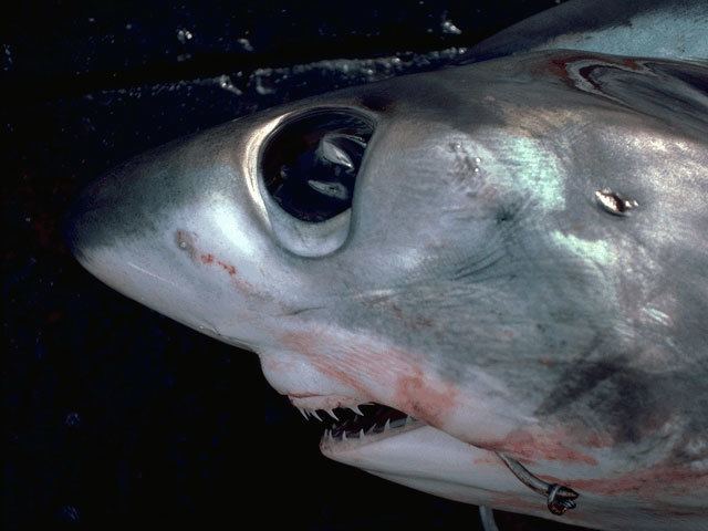 Bigeye thresher Bigeye thresher shark