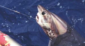 Bigeye thresher Big Threats to the Bigeye Thresher Defenders of Wildlife Blog