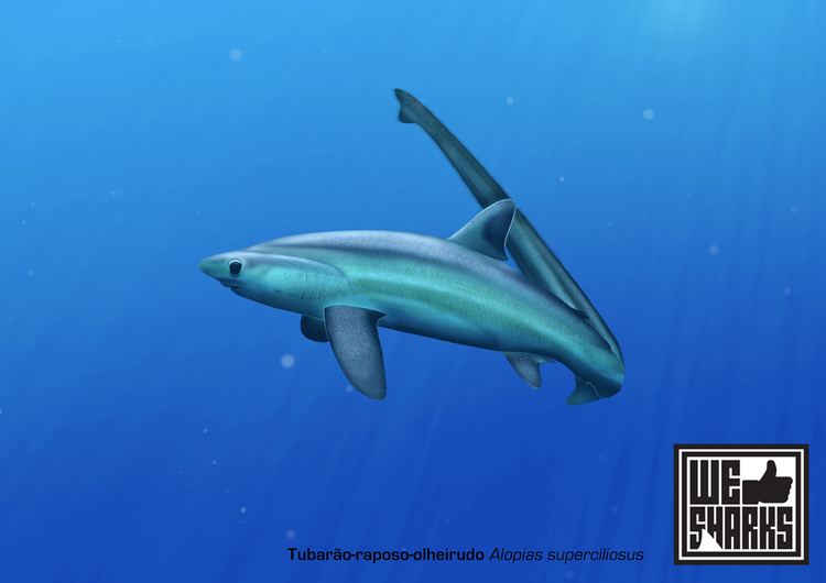 Bigeye thresher Big Eye Thresher Shark by omnicogni on DeviantArt