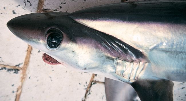 Bigeye thresher Big Threats to the Bigeye Thresher Defenders of Wildlife Blog