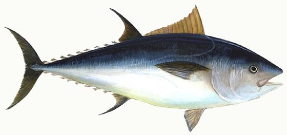 Bigeye tuna TunaBigeye560jpg