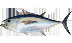 Bigeye tuna httpsuploadwikimediaorgwikipediacommonsdd