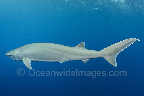 Bigeyed sixgill shark Sixgill Sharks Photos Images amp Pictures