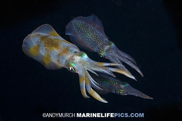 Bigfin reef squid marinelifepicscomOctopusPicturesBigfinReefSq