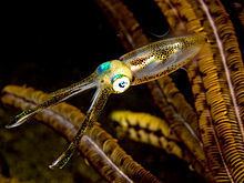 Bigfin reef squid Bigfin reef squid Wikipedia