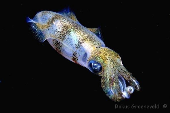 Bigfin reef squid Diverosa Squid