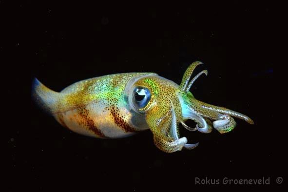 Bigfin reef squid Diverosa Squid