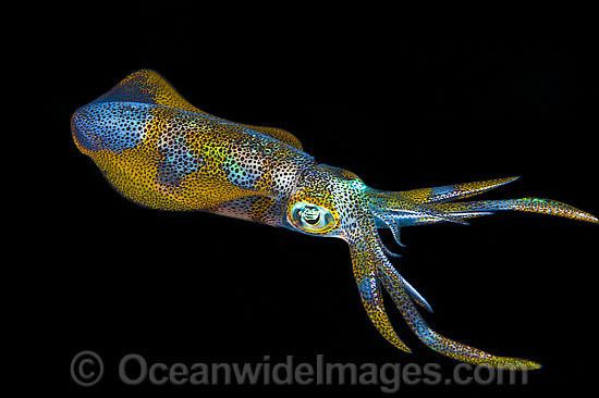 Bigfin reef squid Bigfin Reef Squid Images amp Photos