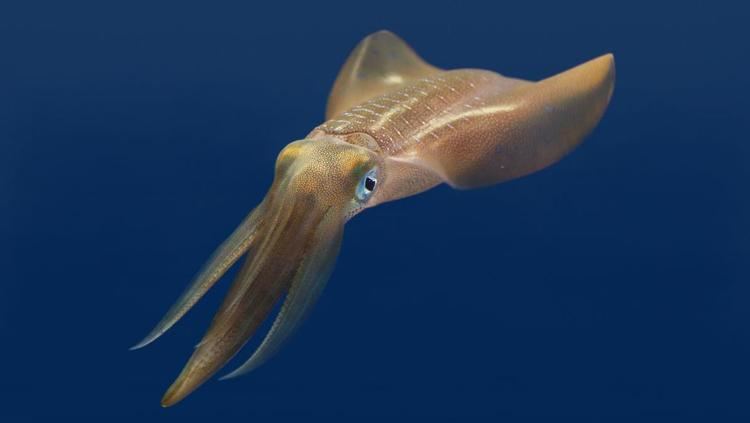 Bigfin reef squid Bigfin reef squid Coastal Waters Octopuses amp kin Sepioteuthis