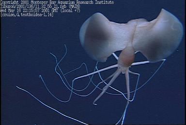 Bigfin squid in a deep ocean