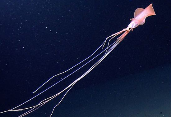 Bigfin squid in a deep ocean