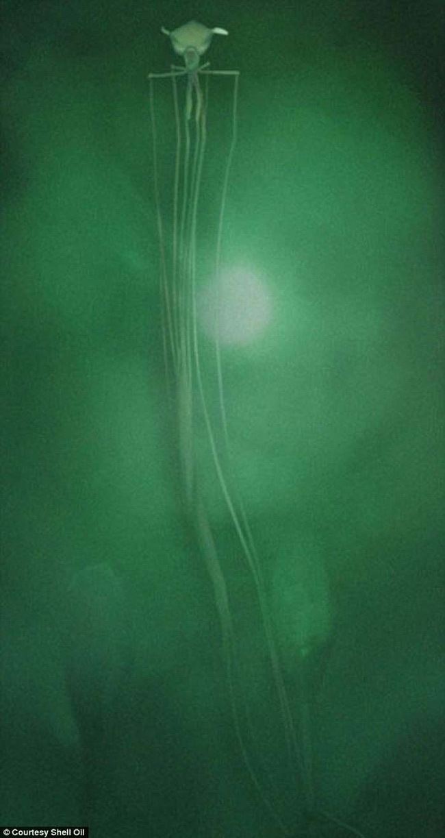 A gigantic bigfin squid in a deep ocean