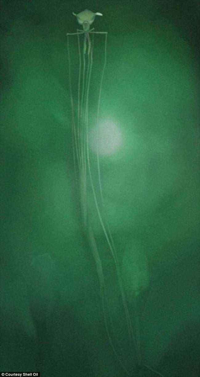 A gigantic bigfin squid in a deep ocean