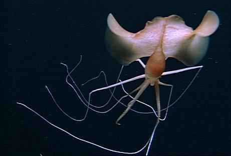 Bigfin squid in a deep ocean