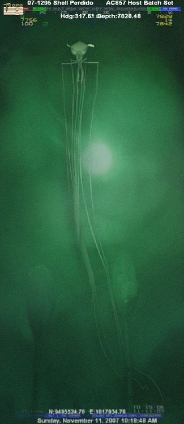 A scary Bigfin squid