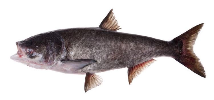 Bighead carp Bighead Carp Hypophthalmichthys nobilis