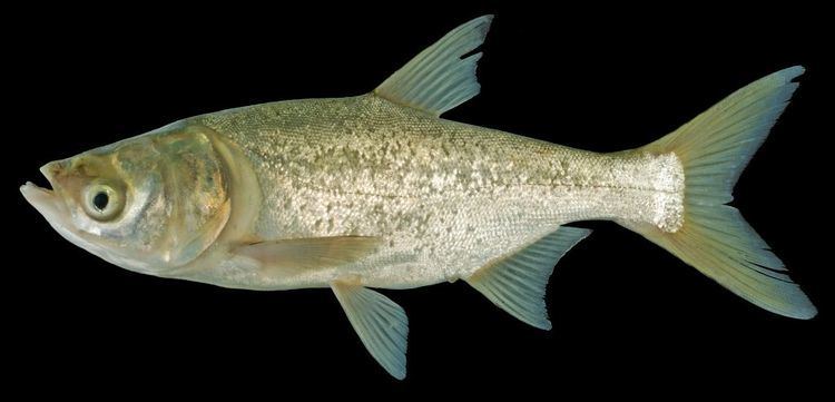 Bighead carp ffishasiaphotossp102Hypophthalmichthysnobili