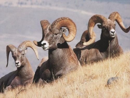 Bighorn sheep httpswwwwesternwatershedsorgblogimagesbhor