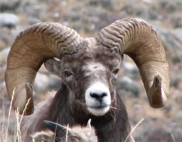 Bighorn sheep Information on Bighorn Sheep of the Ruby Mountains Elko