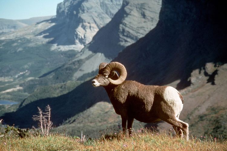 Bighorn sheep Big Horn Sheep Ovis canadensis NatureWorks