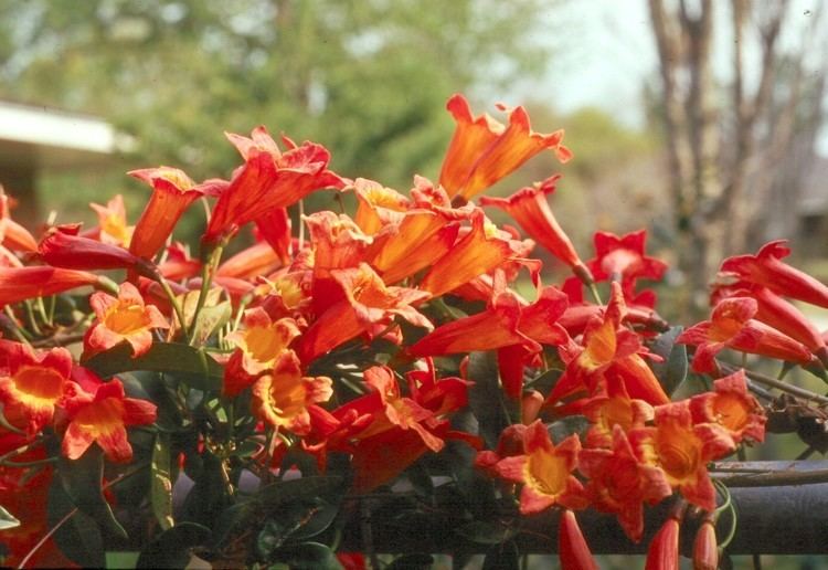 Bignonia capreolata Online Plant Guide Bignonia capreolata 39Tangerine Beauty