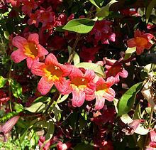 Bignonia capreolata httpsuploadwikimediaorgwikipediacommonsthu
