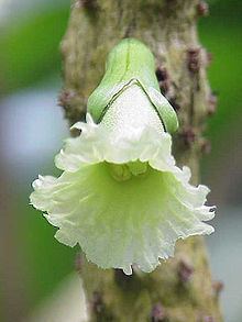 Bignoniaceae httpsuploadwikimediaorgwikipediacommonsthu