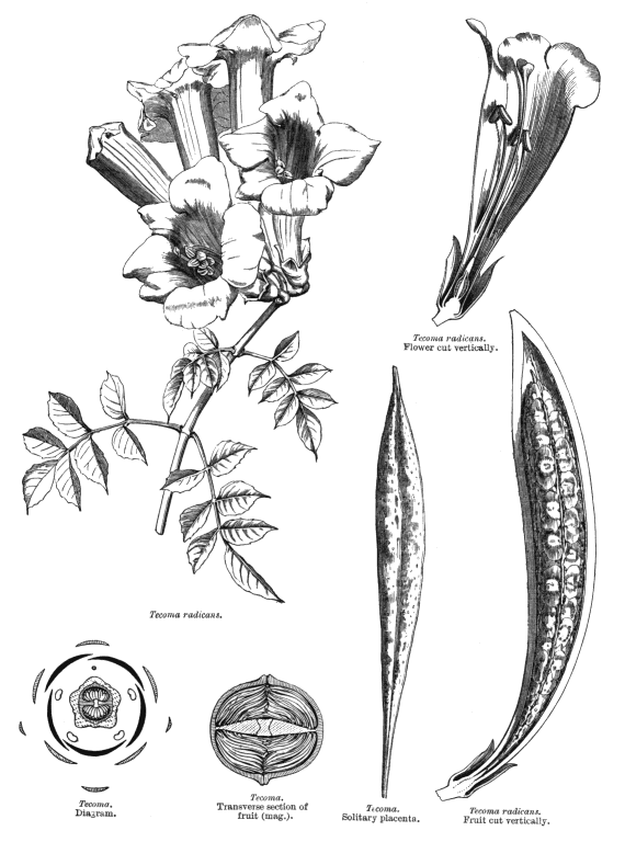 Bignoniaceae Angiosperm families Bignoniaceae Juss