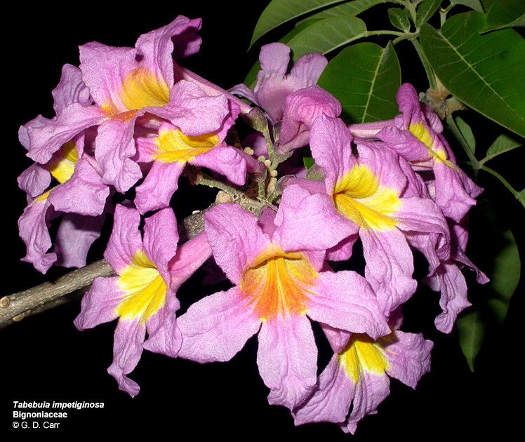 Bignoniaceae Flowering Plant Families UH Botany