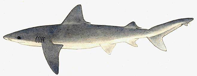 Bignose shark Carcharhinus altimus Bignose shark