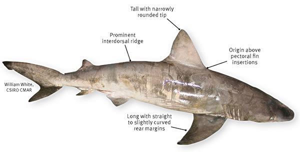 Bignose shark Bignose shark