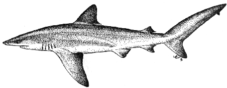 Bignose shark Shark Gallery Bignose shark Carcharhinus altimus