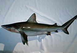Bignose shark httpsuploadwikimediaorgwikipediacommonsthu