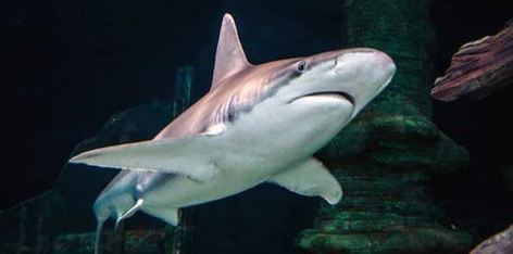 Bignose shark Bignose shark Sarasota Fins