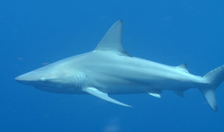 Bignose shark Lisianski