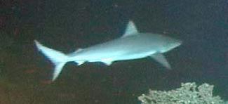 Bignose shark Bignose shark Redorbit